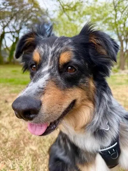 Cartoon Pet Portrait